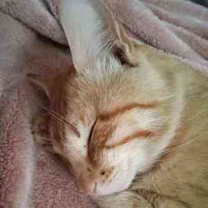 Meet your Posher, Tracy